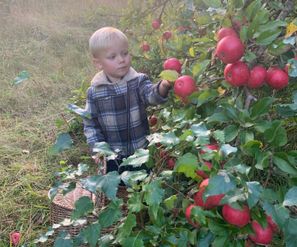 Børnene plukker æbler i frugthaven