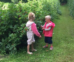 Børnene plukker bær i haven